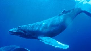 Haunting song of humpback whales [upl. by Jacquetta]