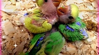 How to hand feed baby lovebirds [upl. by Zusman]