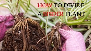 How to Divide a Spider Plant [upl. by Ingelbert]