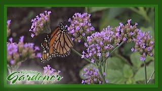 Butterfly and Hummingbird attractor plants  Volunteer Gardener [upl. by Uht]