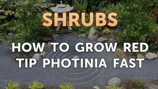 How to Grow Red Tip Photinia Fast [upl. by Ylram]