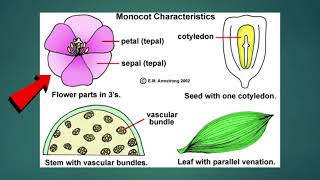 Science  Grade 6 Monocotyledons and Dicotyledons [upl. by Aliet343]