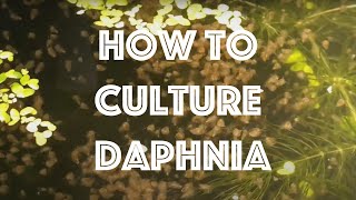 How To Culture Daphnia Magna [upl. by Wengert330]