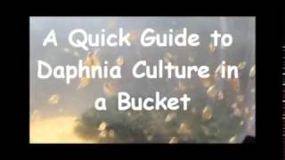 How to culture daphnia outside [upl. by Lilac]