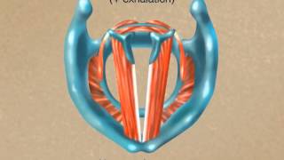 How the Larynx Produces Sound [upl. by Sharp921]