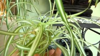 Propagating Spider Plant  Chlorophytum comosum [upl. by Oriole790]