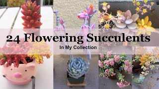 24 Flowering Succulents with Identification In My Collection [upl. by Maye345]