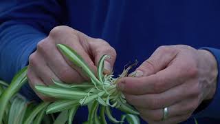 How To Grow and Propagate Spider Plants [upl. by Keegan725]