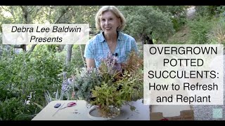 Overgrown Potted Succulents How to Refresh and Replant [upl. by Dub]