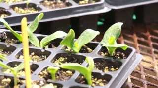 Cotyledon amp True Leaves on Transplants [upl. by Gambrill]