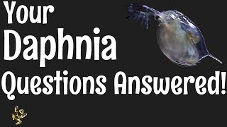 Daphnia Questions Answered [upl. by Gilleod818]