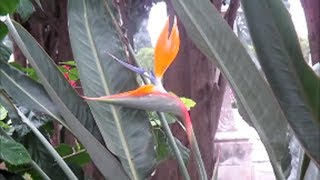 LA STRELITZIA [upl. by Laws]