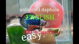 daphnia moina culture Easy way Unlimited production English  with sub Green water Chlorella [upl. by Borek]