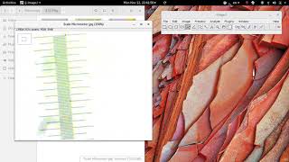 ImageJ Scale Calibration for Measurements [upl. by Arbma]