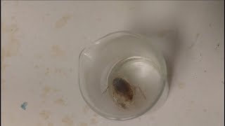 Dead cockroach dissolves in piranha solution [upl. by Geraldina]