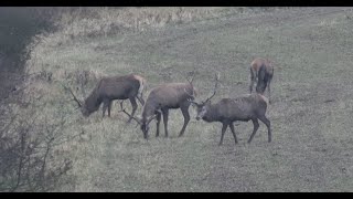 Sudecka Ostoja 602020 Polowanie na jelenie byki Deer hunting in Poland [upl. by Gothurd]