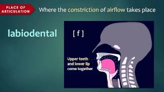 Introduction to Articulatory Phonetics Consonants [upl. by Nadab]