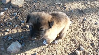 Rescue a newborn puppy left alone part 1 [upl. by Babbette]