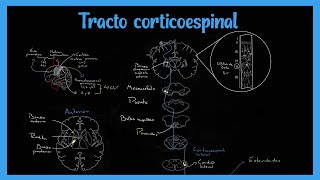 Tracto Corticoespinal Sistema Piramidal  EXPLICADO FÁCIL [upl. by Ahsikyt]