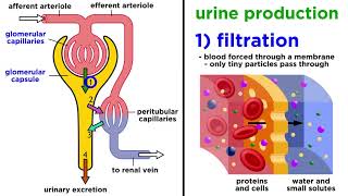 The Urinary System [upl. by Halivah]