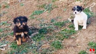 Rescued Two Puppies From The Meadow [upl. by Ayat]