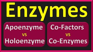 Enzymes  Holoenzyme Vs Apoenzyme  Cofactor Vs Coenzyme  Active Site [upl. by Pierre143]