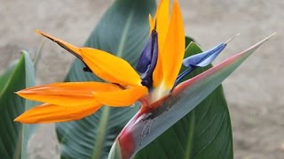 Strelitzia reginae  Bird of Paradise Crane Flower [upl. by Chandra6]