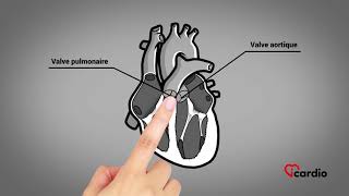 Anatomie du coeur  version française [upl. by Karl]