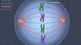 Animation How the Cell Cycle Works [upl. by Golliner434]