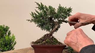 Improving Commercial Bonsai  Part 1 Junipers [upl. by Vivienne]