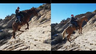 Horse Vs Mule Who Is More Sure Footed [upl. by Kwasi]