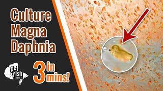 How to culture DAPHNIA MAGNA  The easy way [upl. by Lynden]