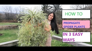 How to PROPAGATE SPIDER PLANTS IN 3 Different Ways [upl. by Latton]