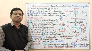 Diabetes Mellitus Part10 Mechanism of Action of Sulfonylurease  Antidiabetic Drugs  Diabetes [upl. by Bourgeois]