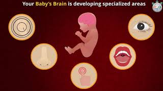 Baby’s Development at 19th Week of Pregnancy Part 1 [upl. by Conlee]