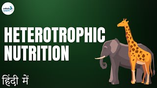 Life Processes  Lesson 03  Heterotrophic Nutrition  in Hindi हिंदी में   Dont Memorise [upl. by Aneehs]