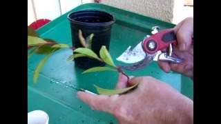 How to grow🌳Photinia from cuttings and other bushes DIY [upl. by Happ]