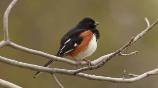 Eastern Towhee [upl. by Ahsinat188]