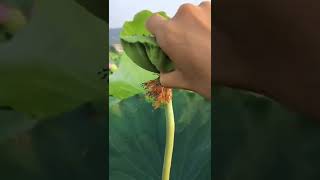 Lotus Seed Harvest satisfying short [upl. by Korry30]