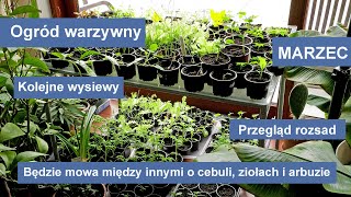 Wysiew ziół  bazylia majeranek melisa stewia Uprawa cebuli i arbuza [upl. by Feldman]