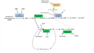 Pyrimidine Synthesis and Salvage Pathway [upl. by Amesari]