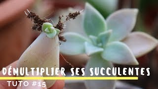 Comment bouturer ses plantes grasses  TRÈS FACILE  TUTO 15 [upl. by Nehgam]