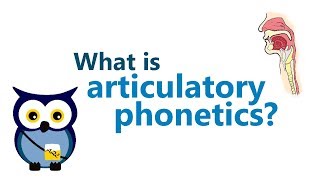 Articulatory Phonetics 1  REUPLOAD IN HD [upl. by Schulze]