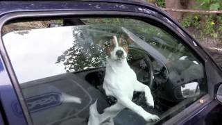 RSPCA Video  The Dog Rescuers Episode 4 [upl. by Lachance]