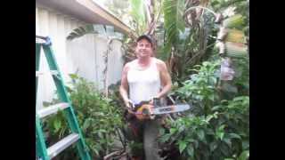 How to prune a bird of paradise Strelitzia nicolai [upl. by Loseff781]