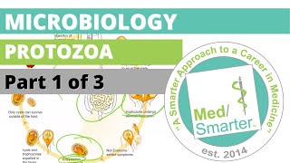 Protozoa  Microbiology  USMLE STEP 1  Part 1 of 3 [upl. by Anauqahs]