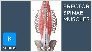 Paired erector spinae muscles mnemonic  Kenhub shorts [upl. by Yruok]