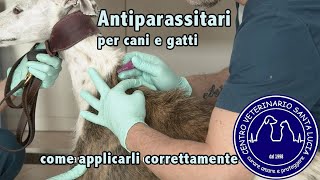 56  Antiparassitari per cani e gatti come applicarli correttamente [upl. by Ammann341]