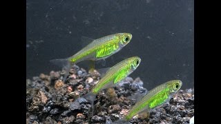 Neon Green Rasbora Microdevario kubotaiSpecies Spotlight [upl. by Meill944]