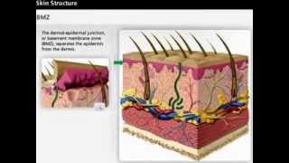 Skin Anatomy  Dermis amp Epidermis  Wound Care [upl. by Goodhen420]